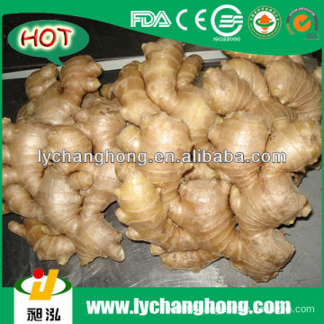 2013 New Crop Air Dried Ginger